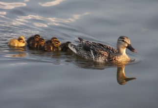 The Ducks Will Get You 