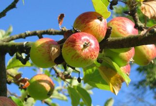 RVing – Celebrate a Dead Guy