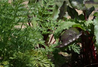 Survive Winter with Container Gardening