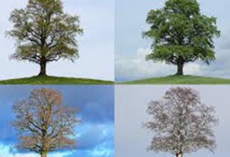 Variety and Consistency in Homeschool Life