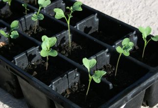 Ready to Start a Vegetable Garden?