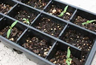 We’ve Got Sprouts!